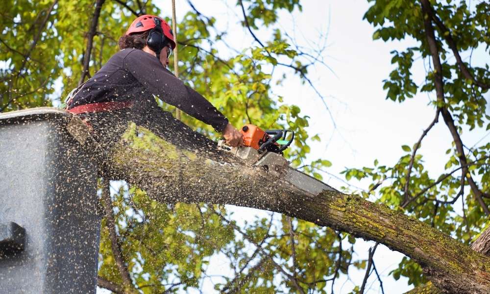 The Benefits of Hiring a Tree Service Company