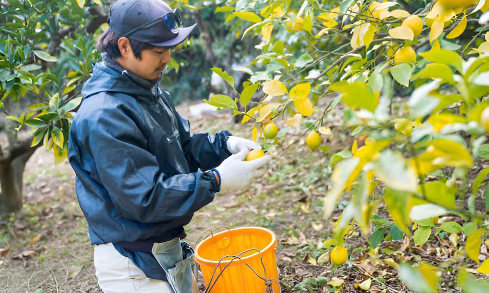 Professional Techniques for Harvesting Fruit Trees